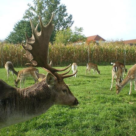 Hotel-Pension Maerkischheide Vetschau Luaran gambar